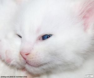 yapboz Beyaz kedi yüz